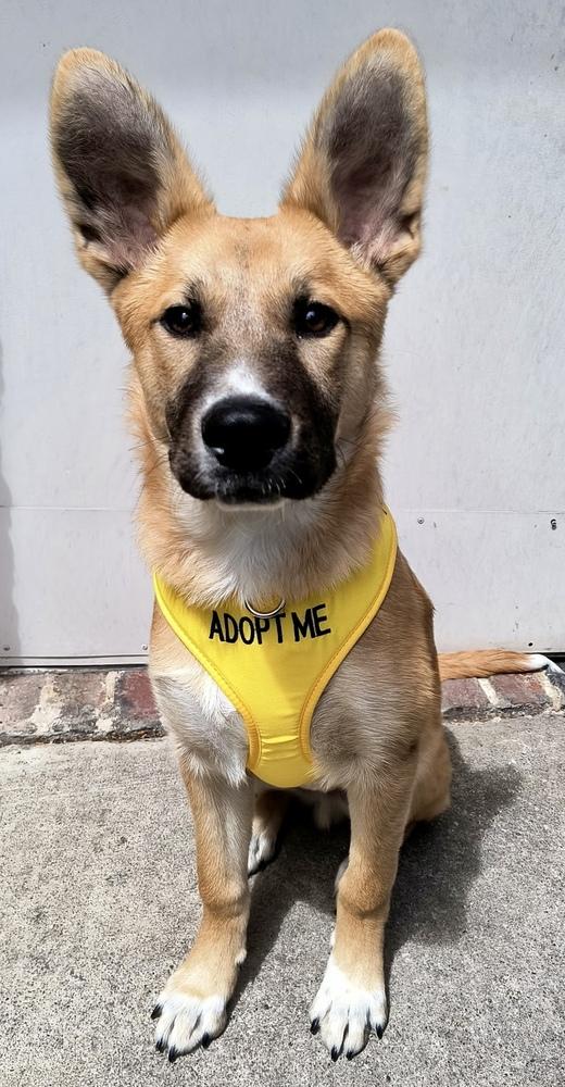Enlarge Tanner, a Adopted mixed breed in Richardson, TX image 3/6