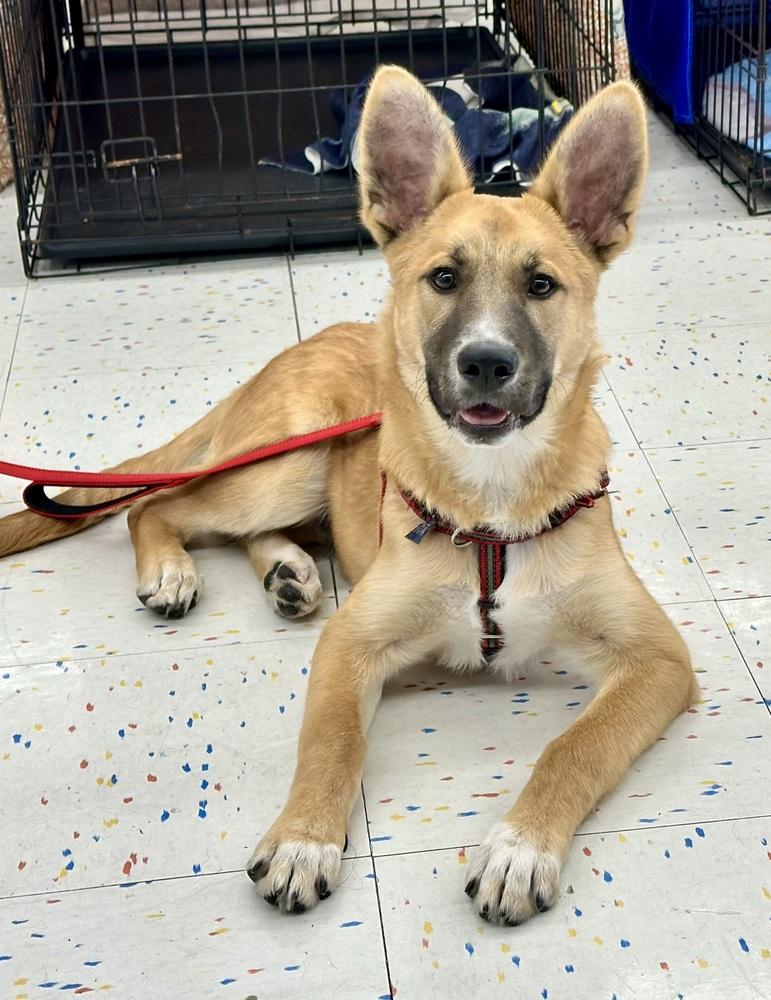 Enlarge Tanner, a Adopted mixed breed in Richardson, TX image 5/6