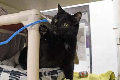 Leon, Adoptable, Senior Male Domestic Short Hair & Domestic Short Hair.