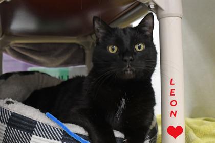 Leon, a Adoptable mixed breed in Scotia, NY image 2/3