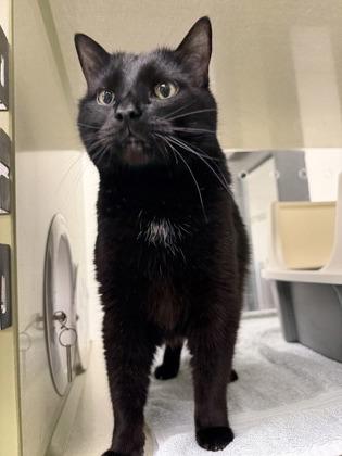 Leon, a Adoptable mixed breed in Scotia, NY image 3/3