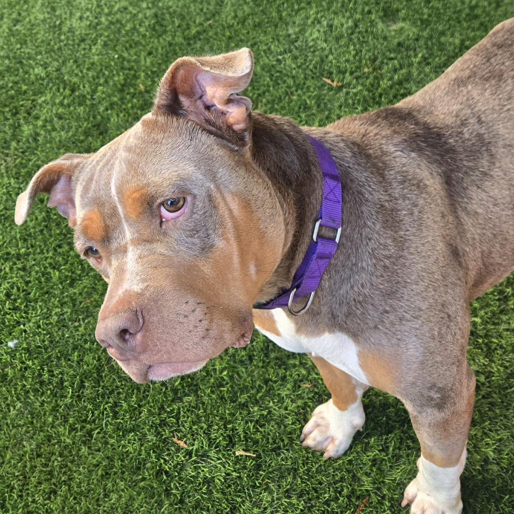 Spring, Adoptable, Adult Female Pit Bull Terrier.
