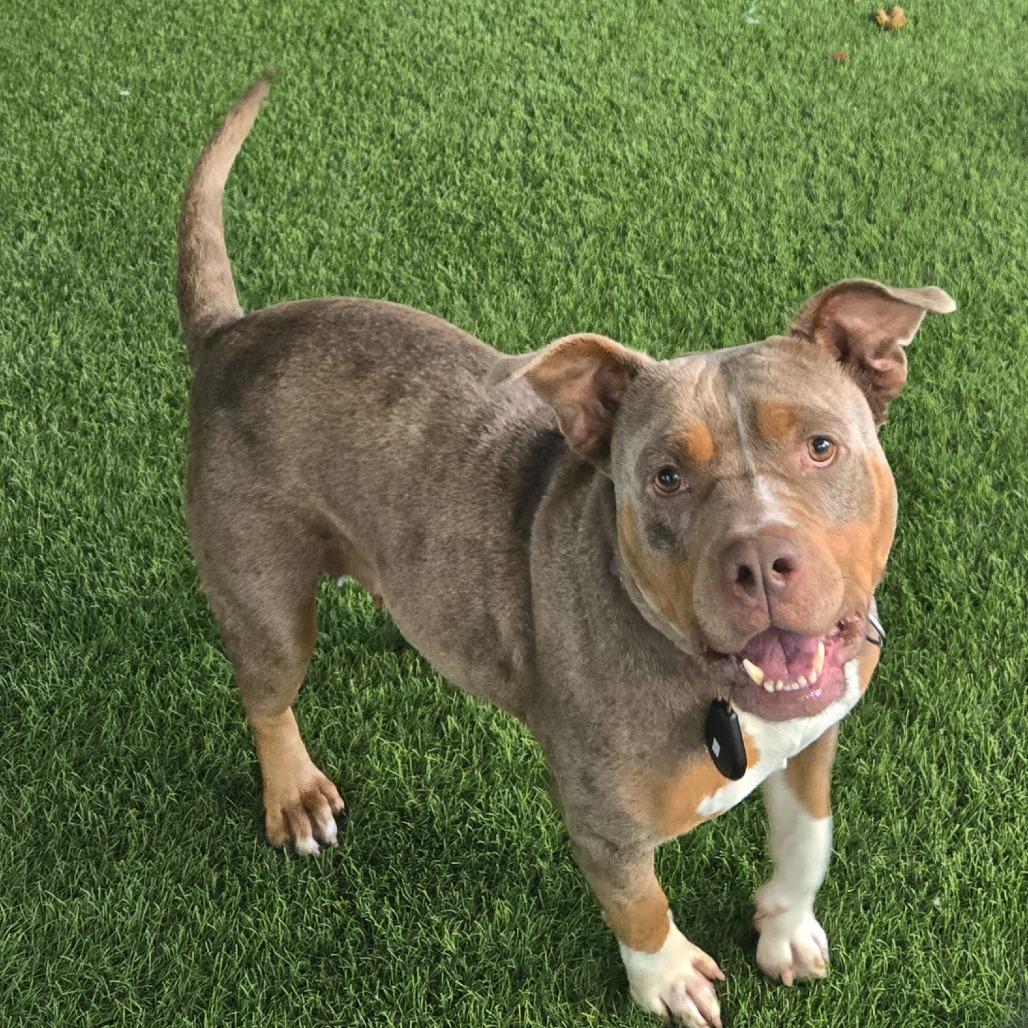 Spring, a Adoptable Pit Bull Terrier in Sonoma, CA image 2/4