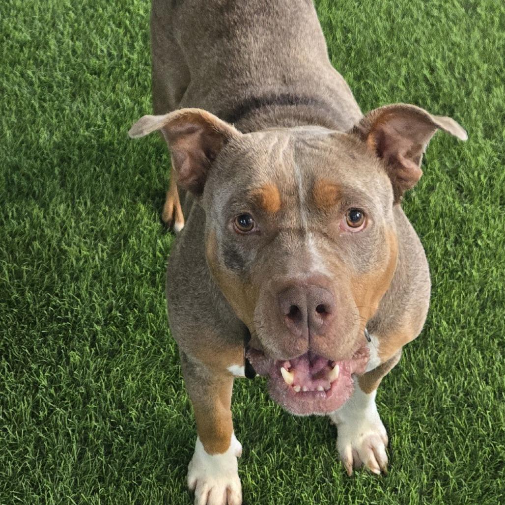Spring, a Adoptable Pit Bull Terrier in Sonoma, CA image 3/4