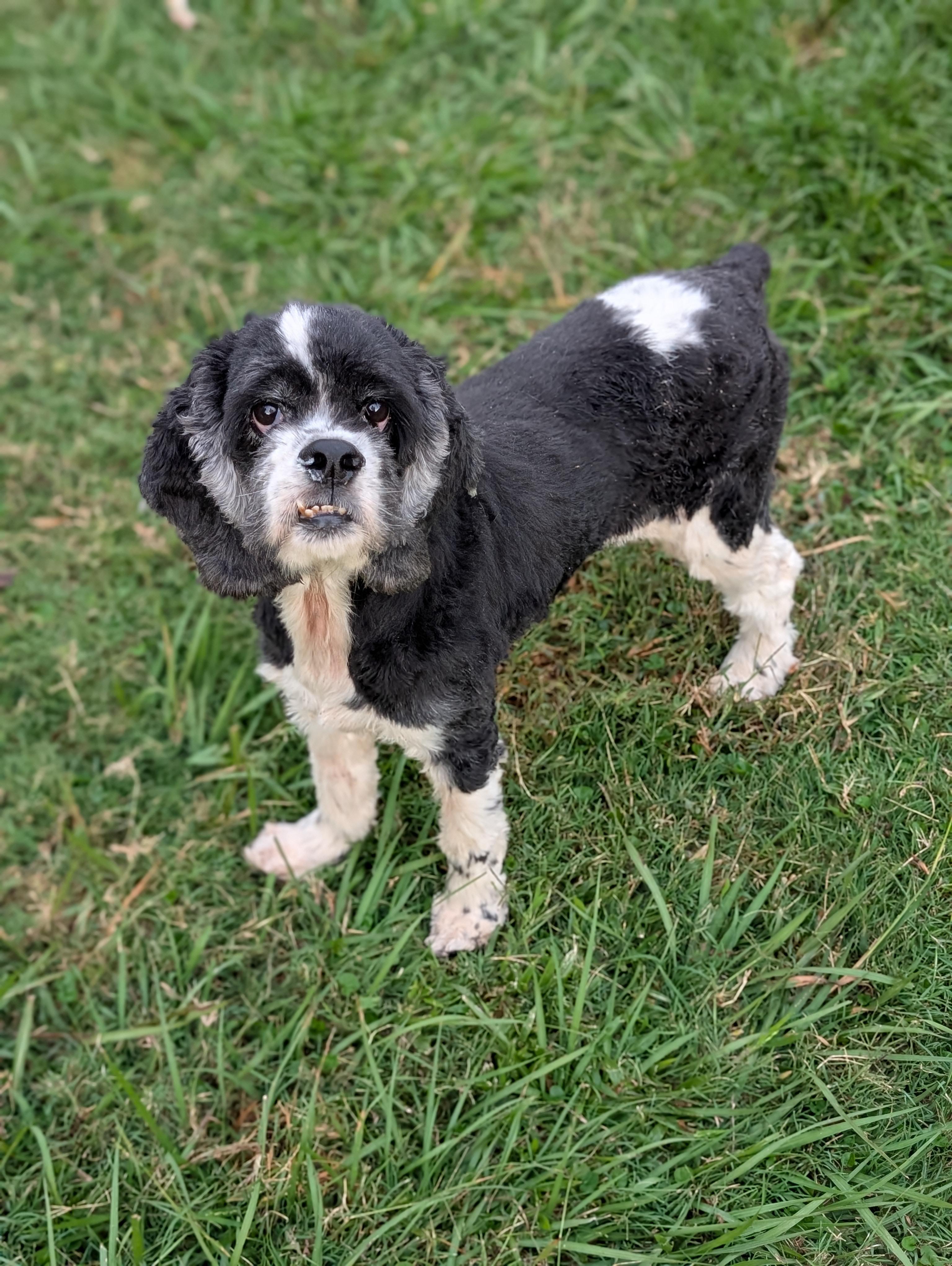 Daytona, a Adoptable Cocker Spaniel in Baton Rouge, LA image 2/3