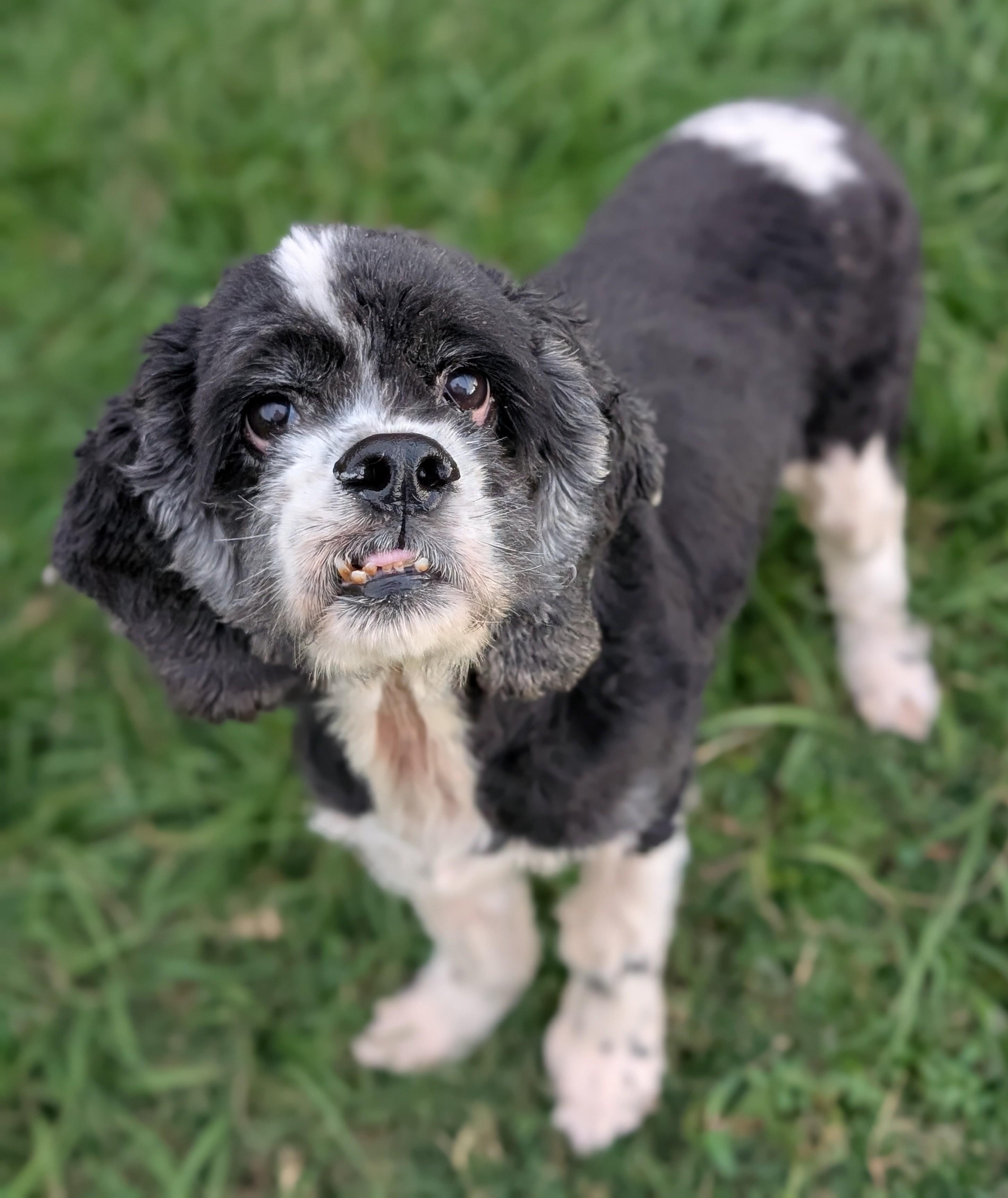 Daytona, a Adoptable Cocker Spaniel in Baton Rouge, LA image 3/3