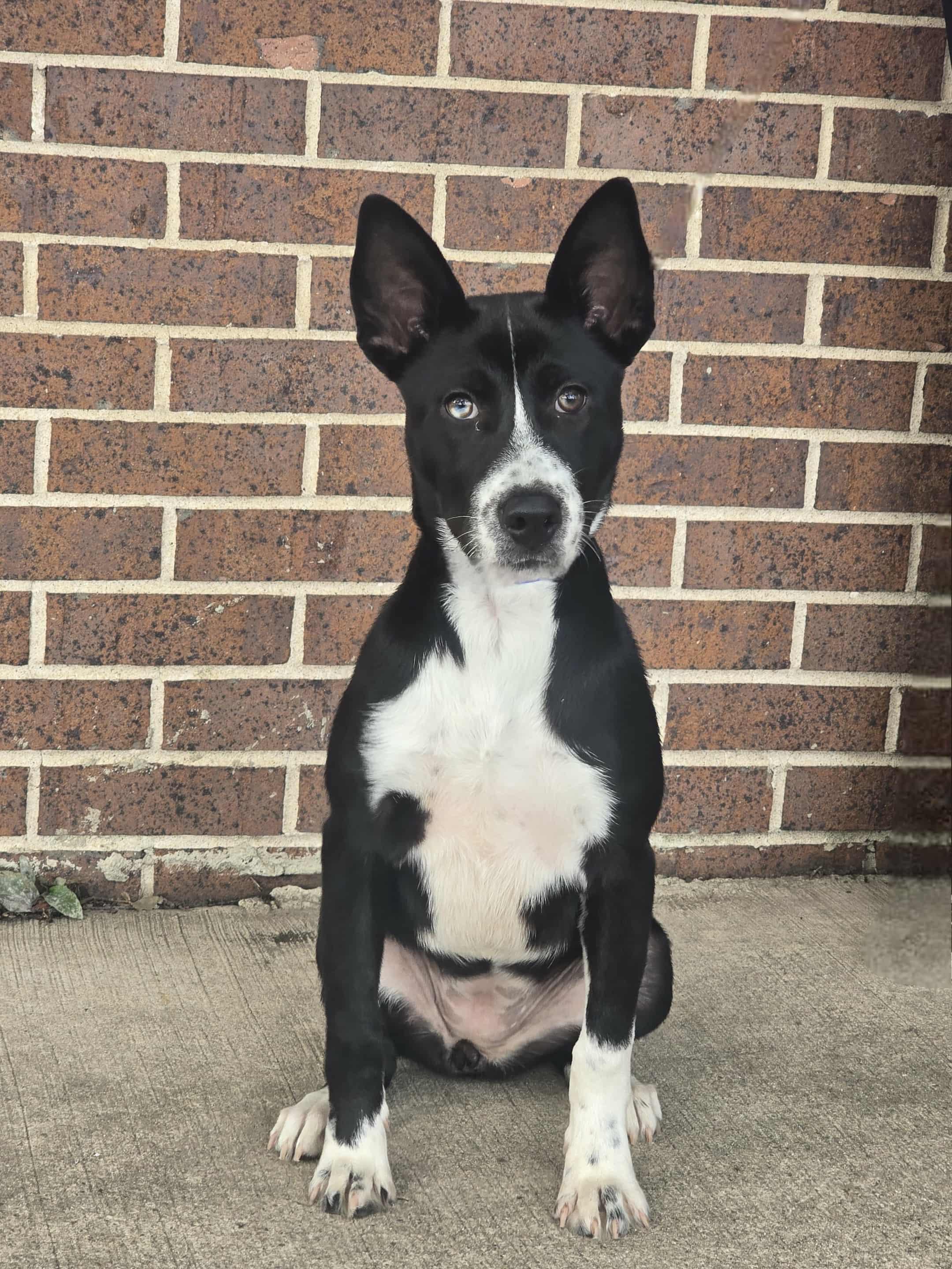 Kona