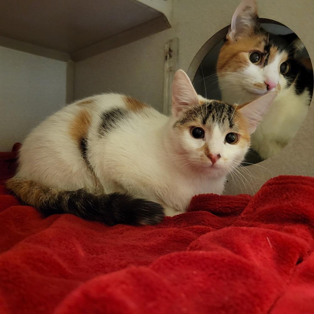 Enlarge Chantilly, a ADOPTABLE Calico in Mason City, IA image 2/2