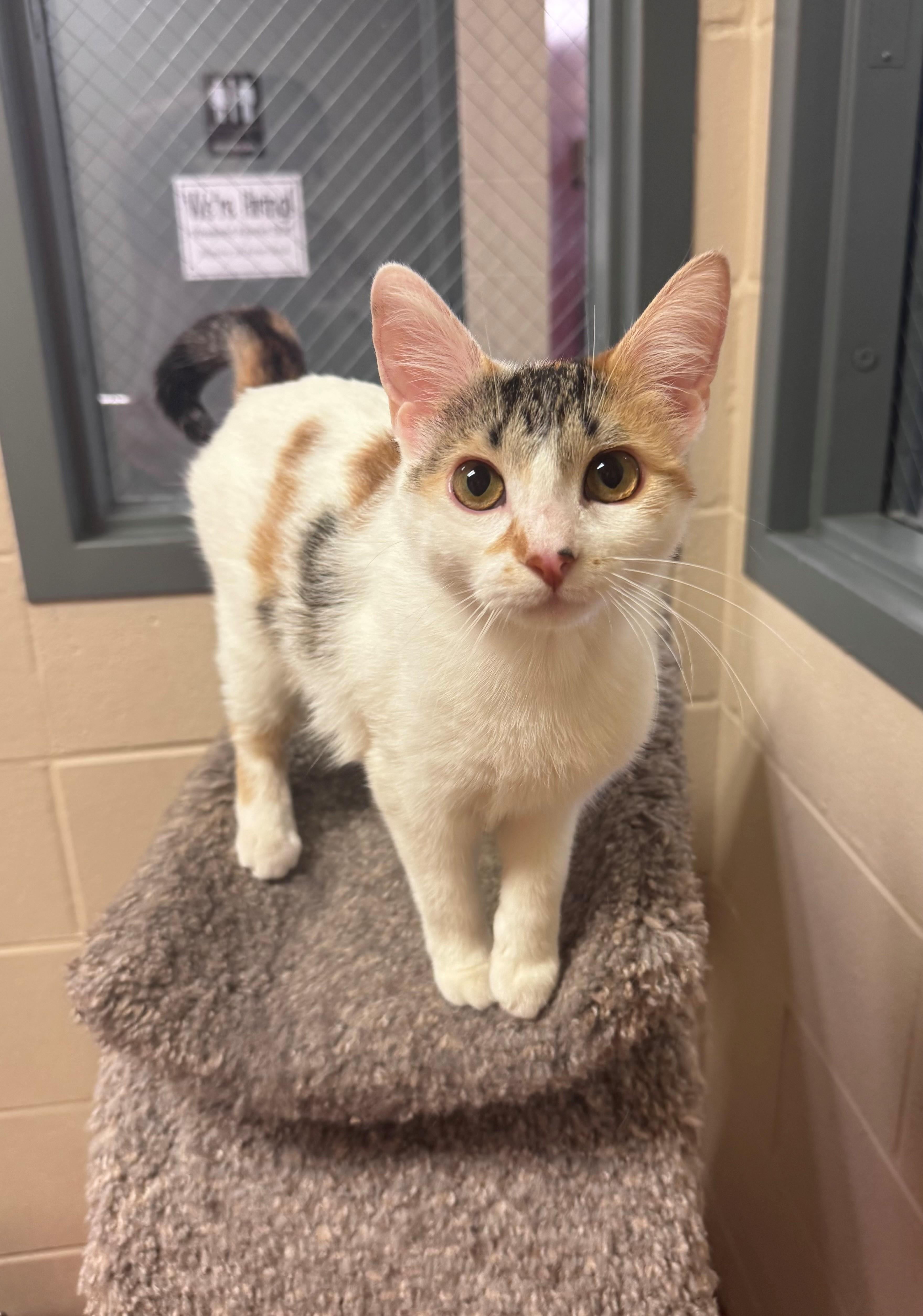 Chantilly, ADOPTABLE, Adult Female Calico.