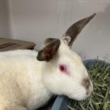 Snow White, ADOPTABLE, Adult Female Californian.