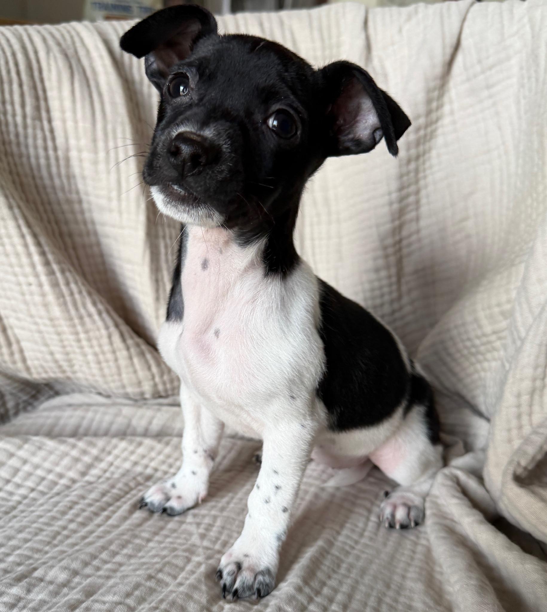 Enlarge Domino, a Adoptable mixed breed in Quakertown , PA image 6/6