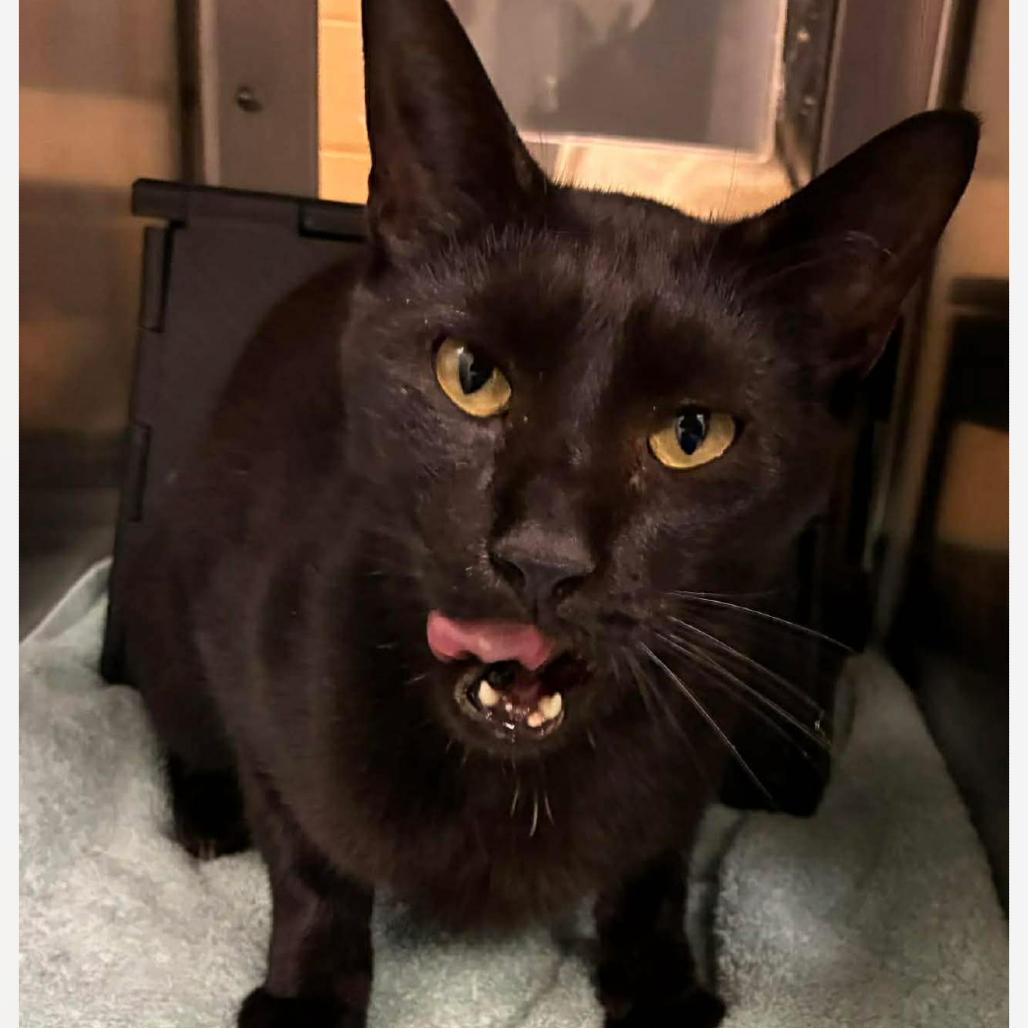 Hector, Adoptable, Senior Male Domestic Short Hair.