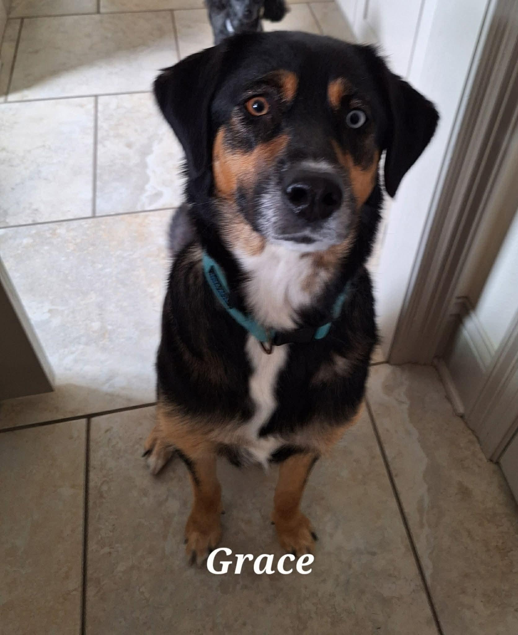 Grace, ADOPTABLE, Young Female Shepherd.