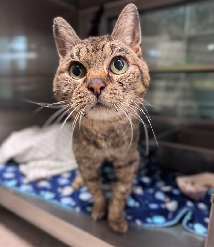 Bug, Adoptable, Adult Female Domestic Short Hair.