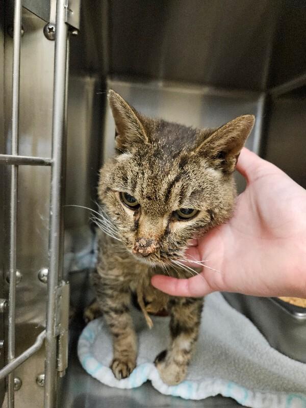 Bug, a Adoptable Domestic Short Hair in Disputanta, VA image 2/6