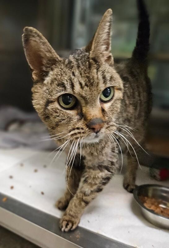 Bug, a Adoptable Domestic Short Hair in Disputanta, VA image 3/6