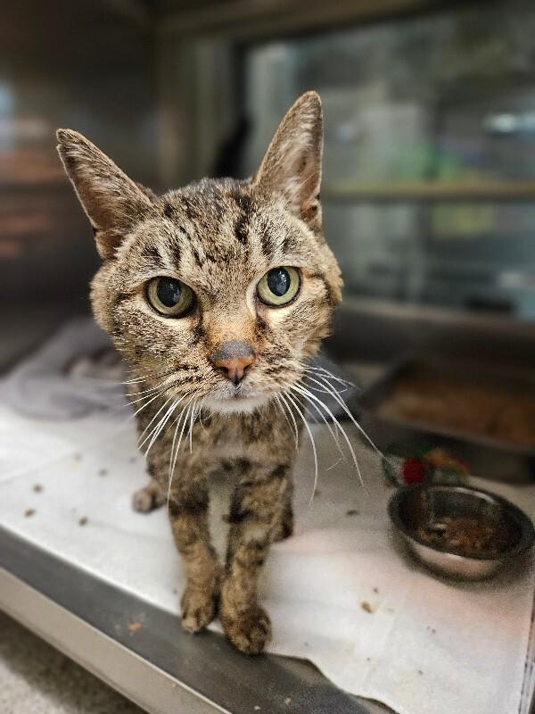 Bug, a Adoptable Domestic Short Hair in Disputanta, VA image 4/6
