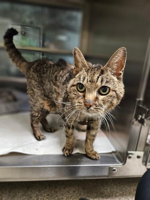 Bug, a Adoptable Domestic Short Hair in Disputanta, VA image 5/6