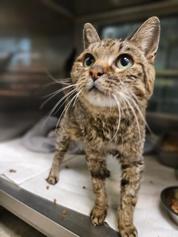 Bug, a Adoptable Domestic Short Hair in Disputanta, VA image 6/6