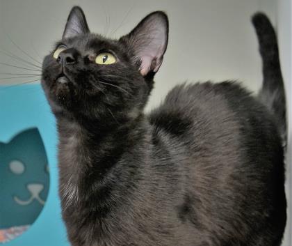 Salem — thumbnail 2