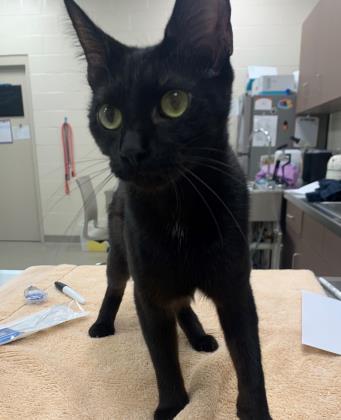 Salem — thumbnail 3