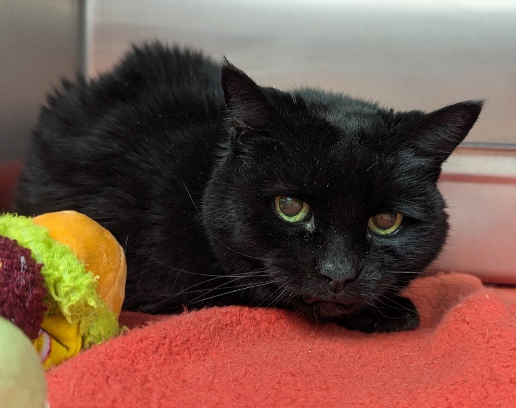 Enlarge Delilah, a Adoptable mixed breed in Logan, UT image 1/1