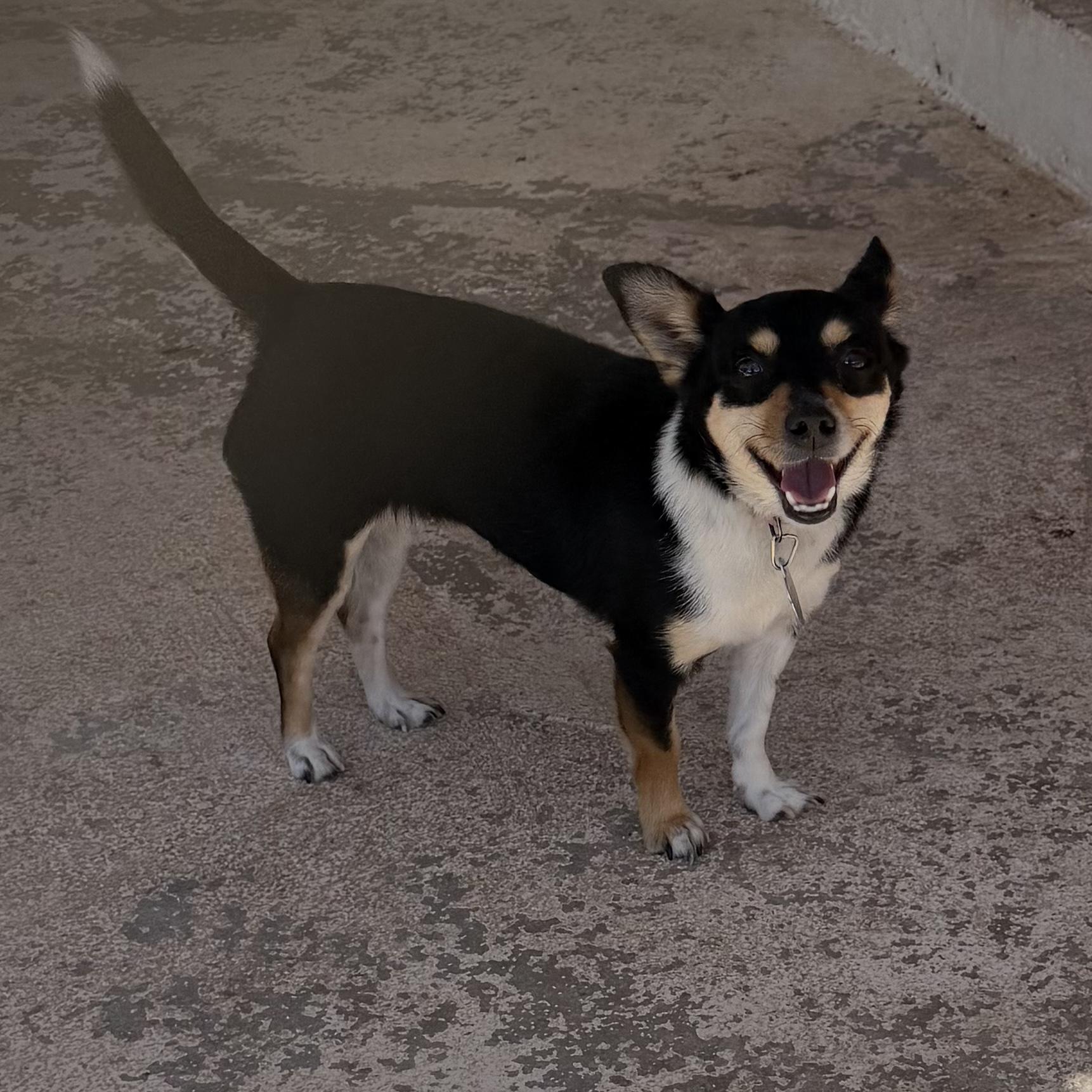 Cookie, an adopted Chihuahua in Deming, NM image 1/2