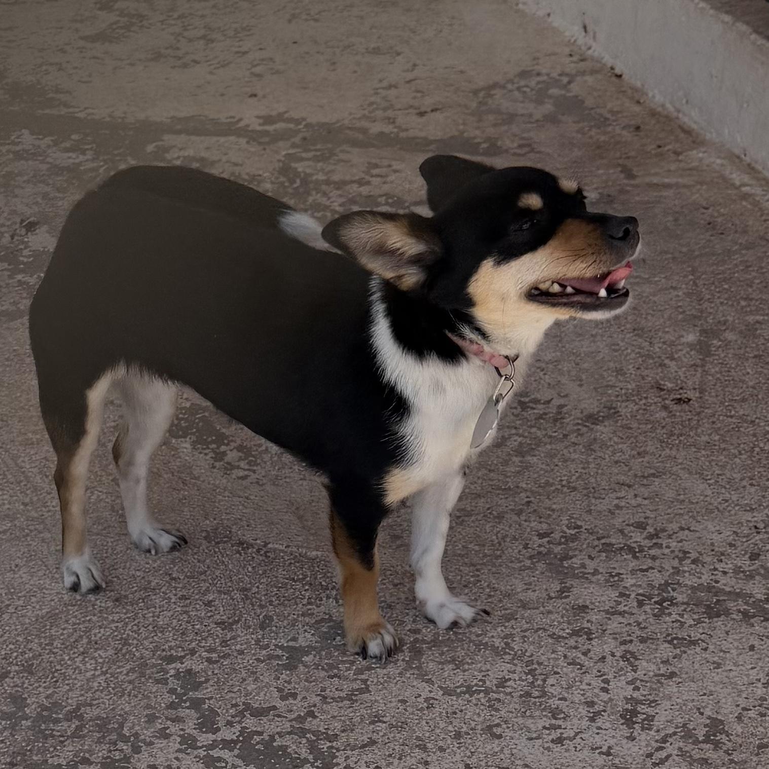 Cookie, an adopted Chihuahua in Deming, NM image 2/2