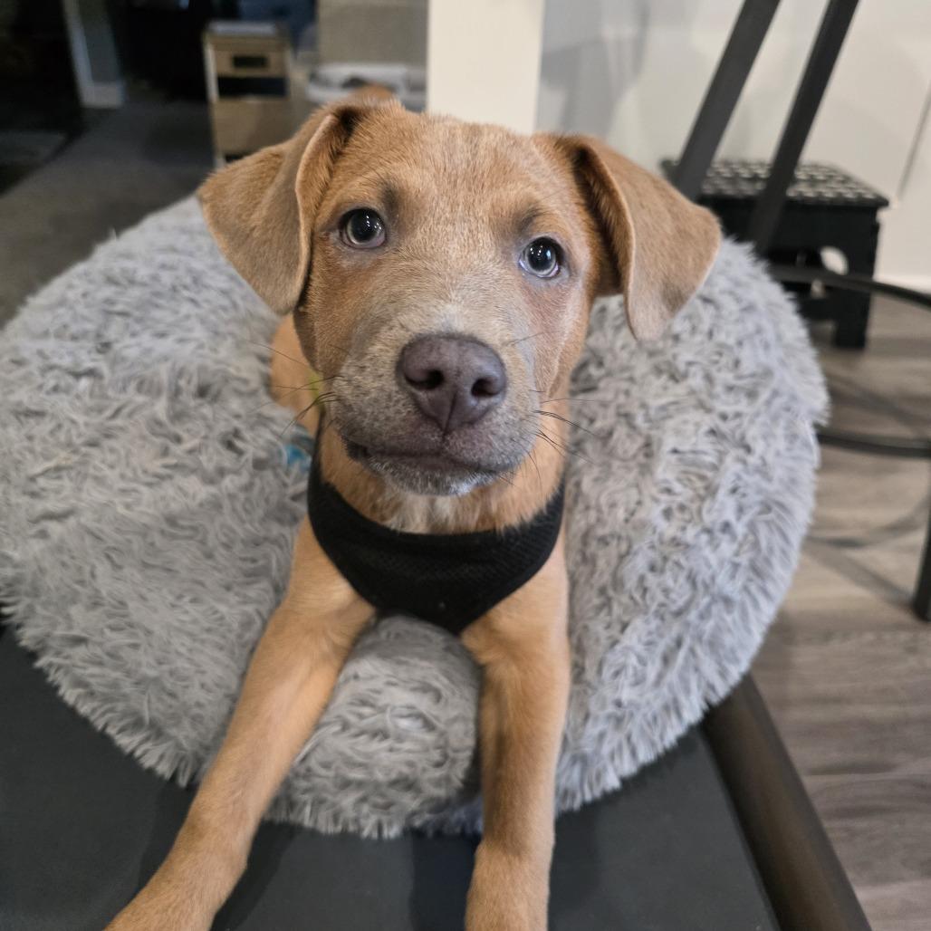 Enlarge Jinx Monsoon, a Adoptable mixed breed in Chaska, MN image 1/6