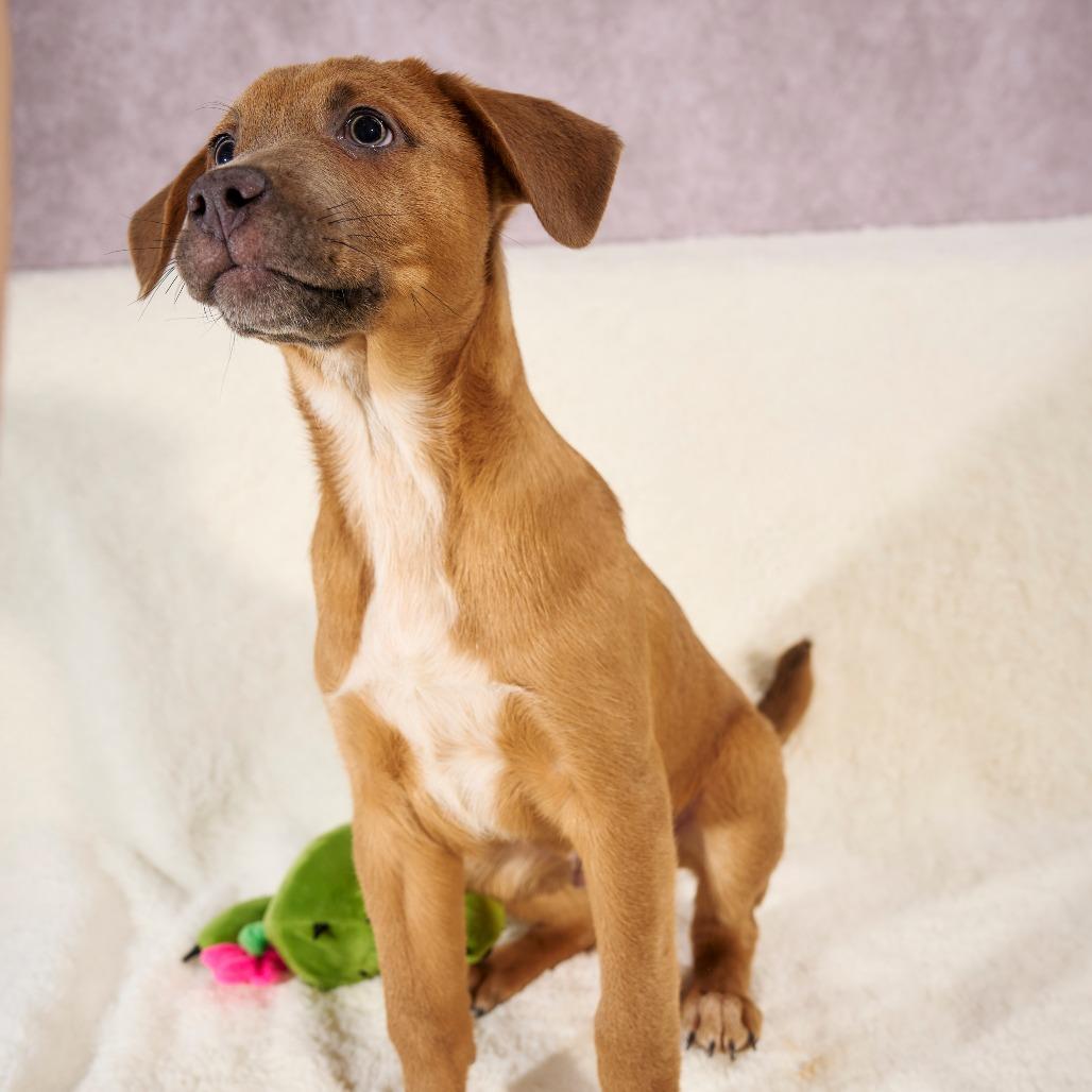 Enlarge Jinx Monsoon, a Adoptable mixed breed in Chaska, MN image 2/6