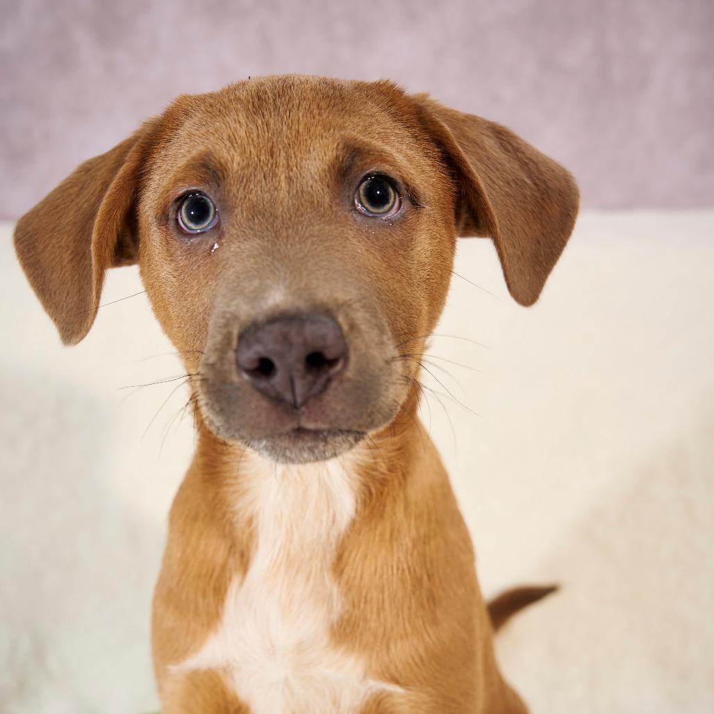 Enlarge Jinx Monsoon, a Adoptable mixed breed in Chaska, MN image 3/6