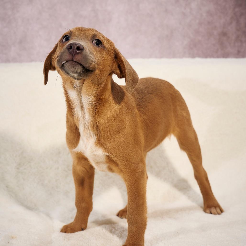 Enlarge Jinx Monsoon, a Adoptable mixed breed in Chaska, MN image 4/6