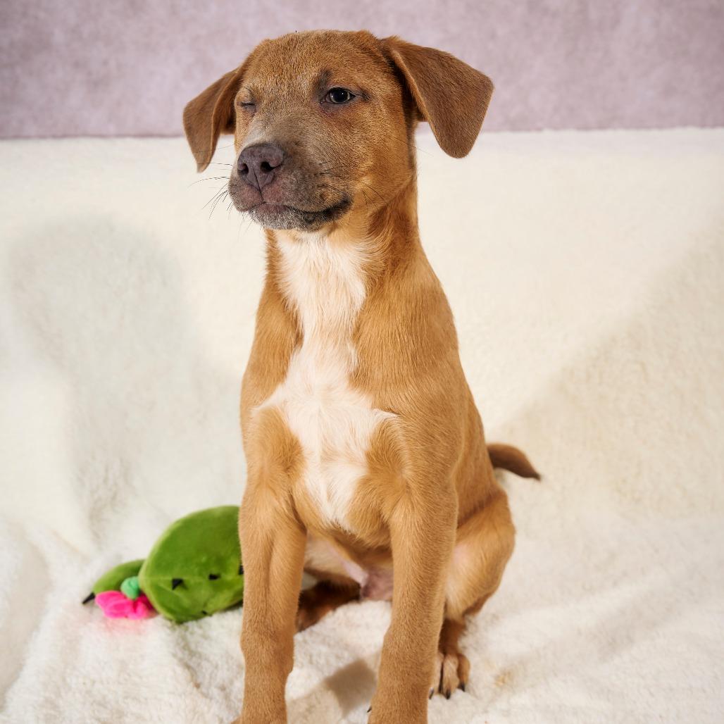 Enlarge Jinx Monsoon, a Adoptable mixed breed in Chaska, MN image 5/6