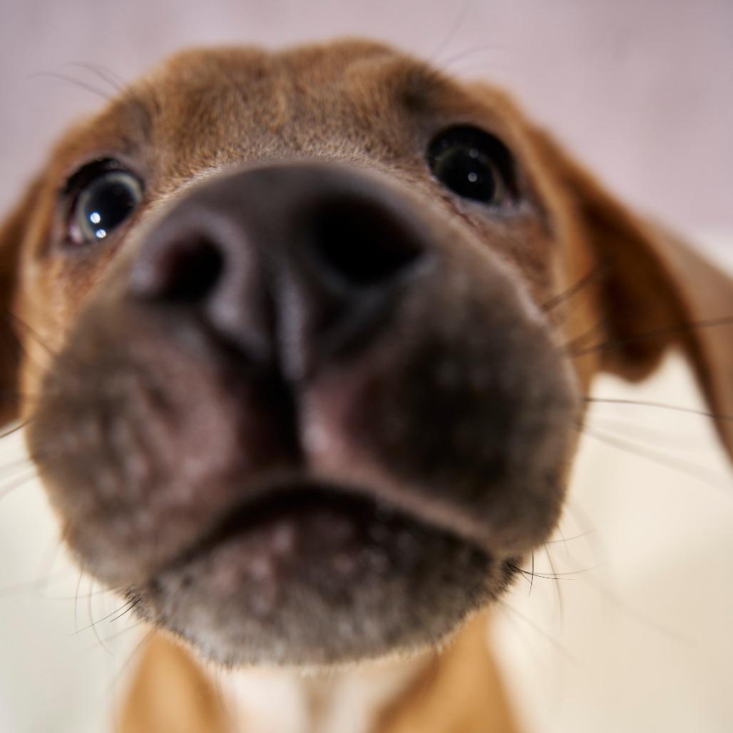 Enlarge Jinx Monsoon, a Adoptable mixed breed in Chaska, MN image 6/6