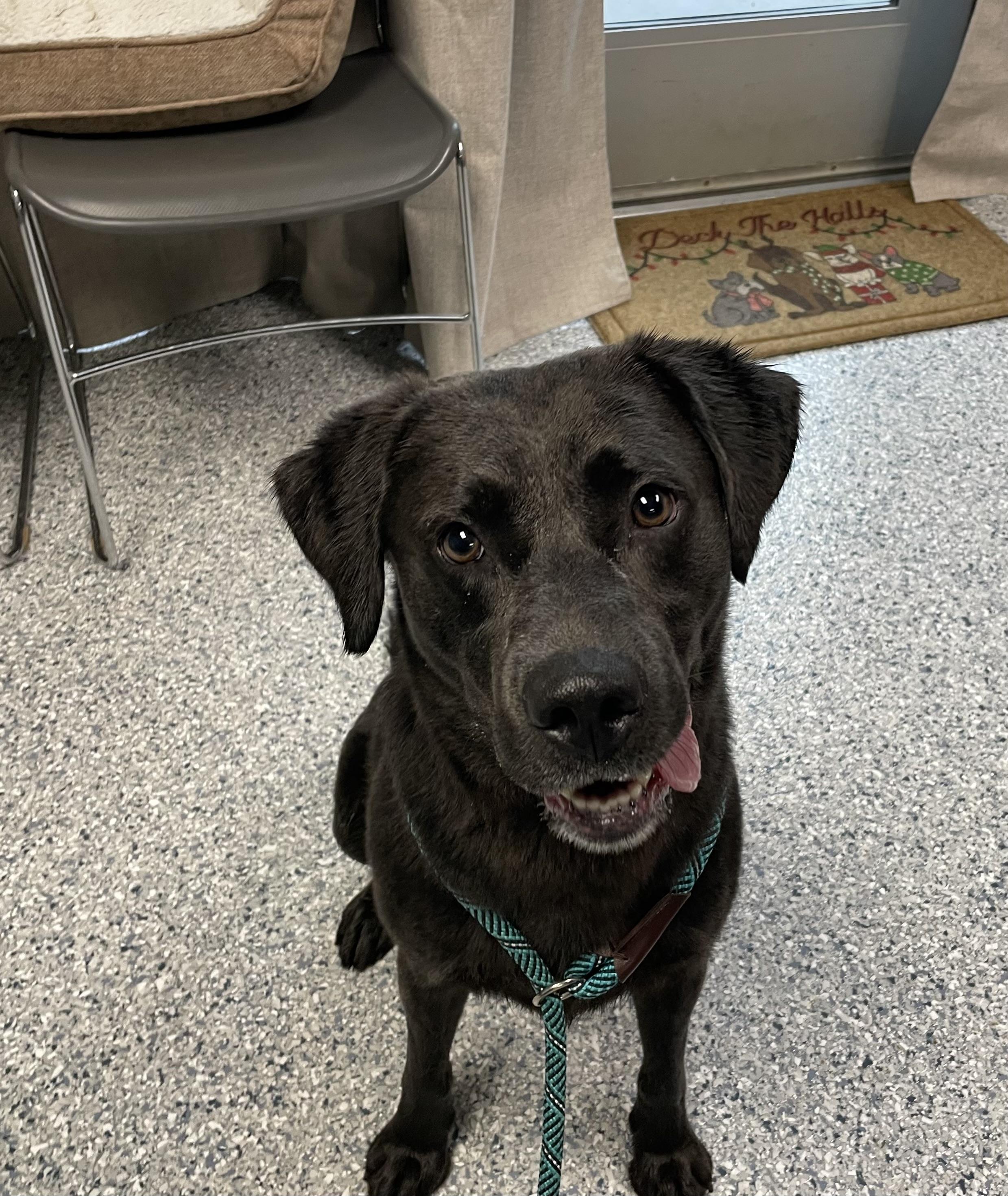 Apollo aka Bubba, ADOPTABLE, Adult Male Labrador Retriever.