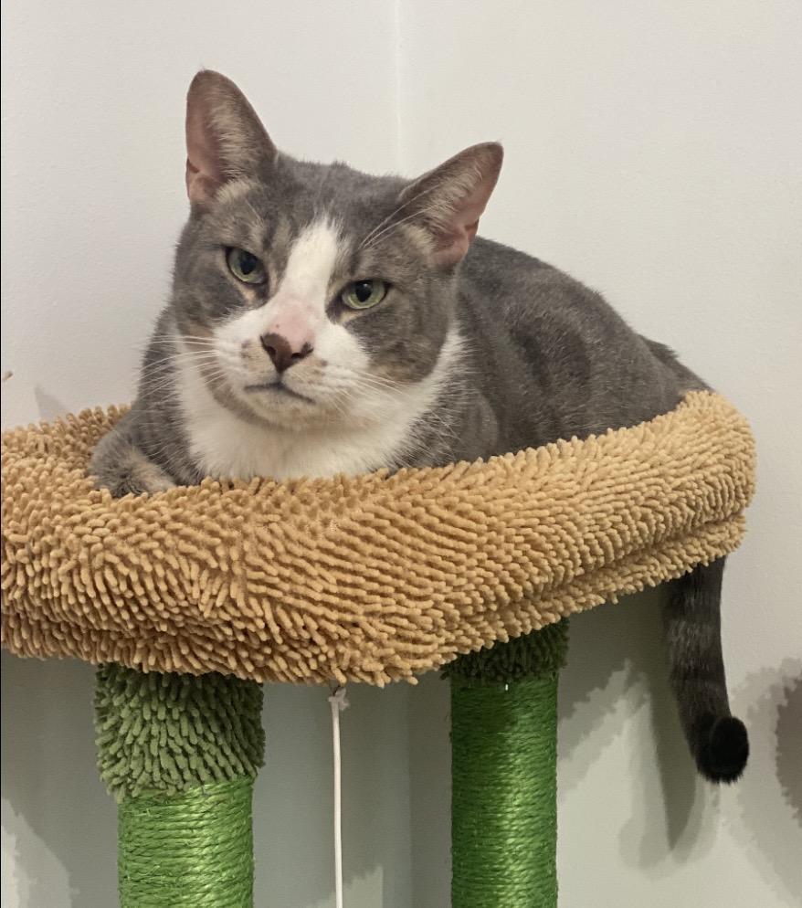 Roger, Adoptable, Adult Male Domestic Short Hair.