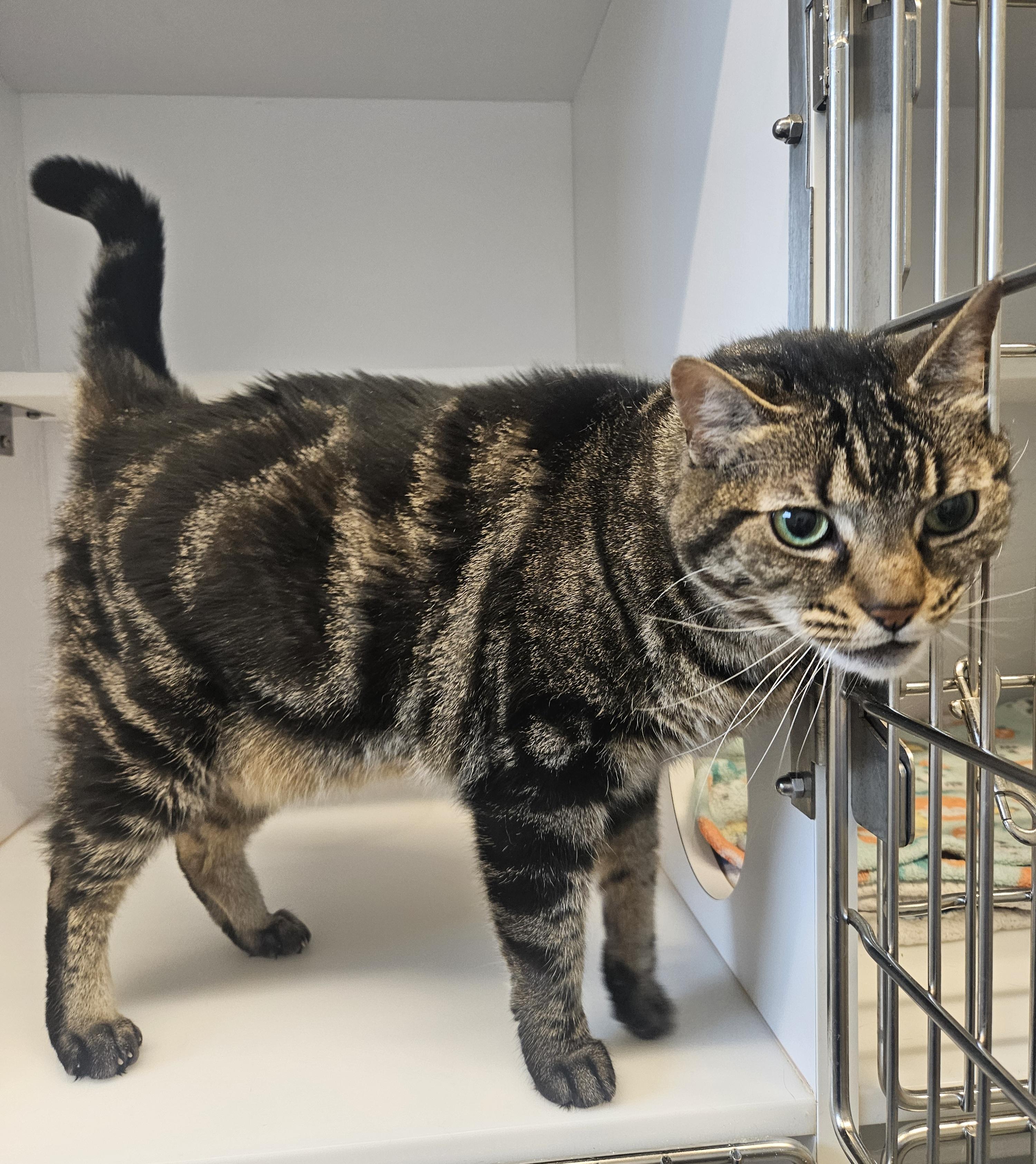 Enlarge Missy, a Adopted Domestic Short Hair in The dalles, OR image 3/5