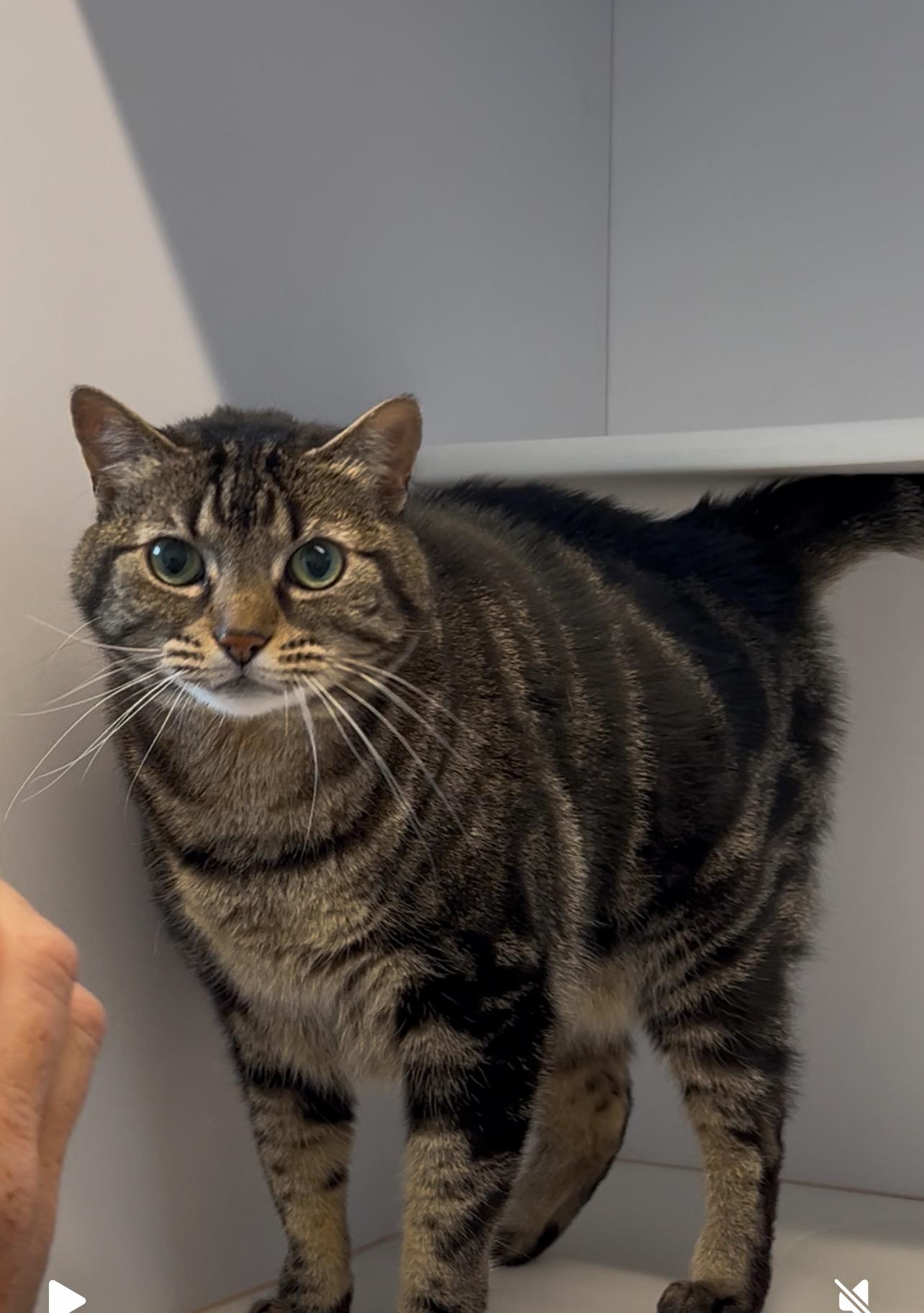 Enlarge Missy, a Adopted Domestic Short Hair in The dalles, OR image 4/5