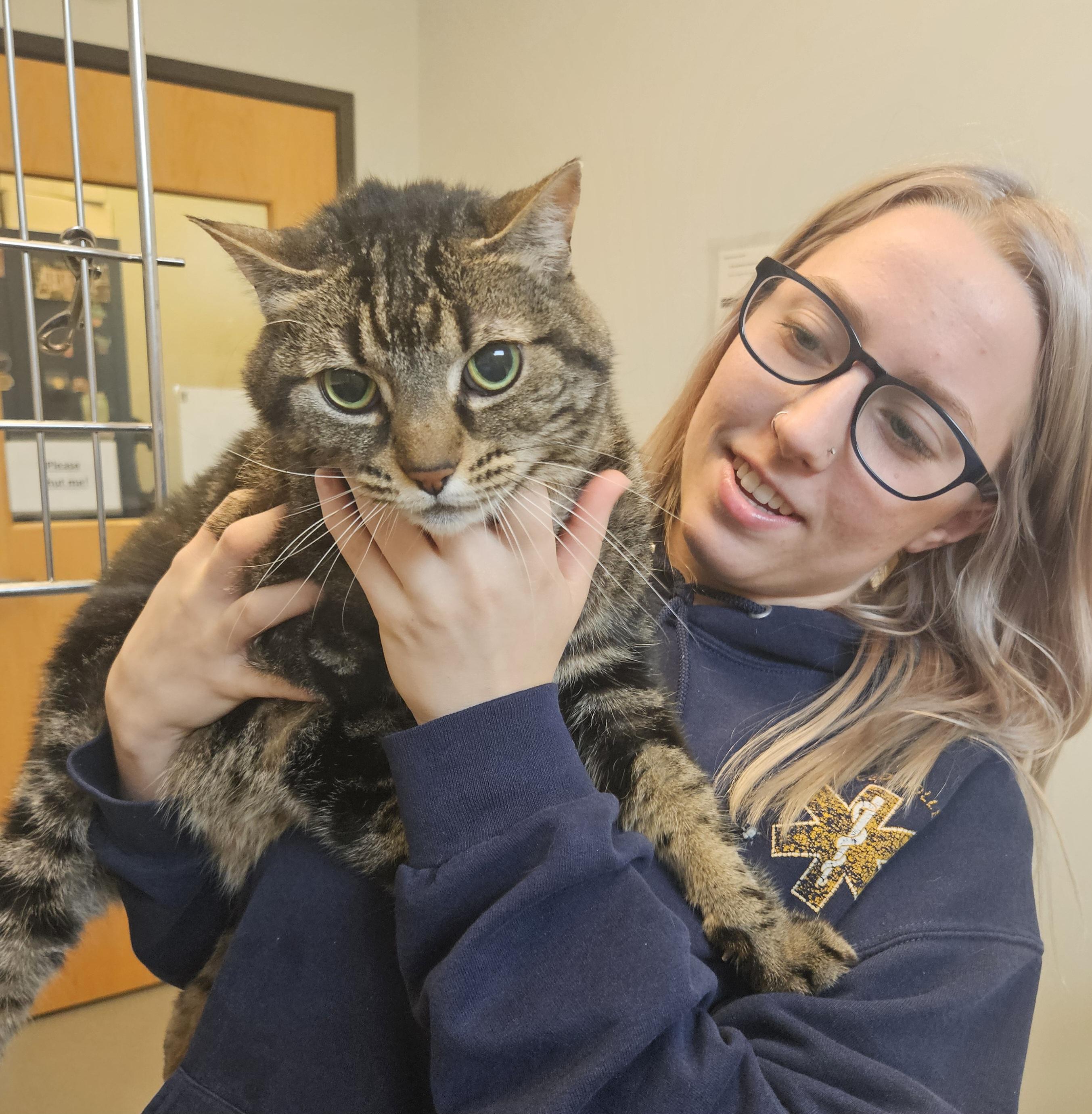 Enlarge Missy, a Adopted Domestic Short Hair in The dalles, OR image 2/5