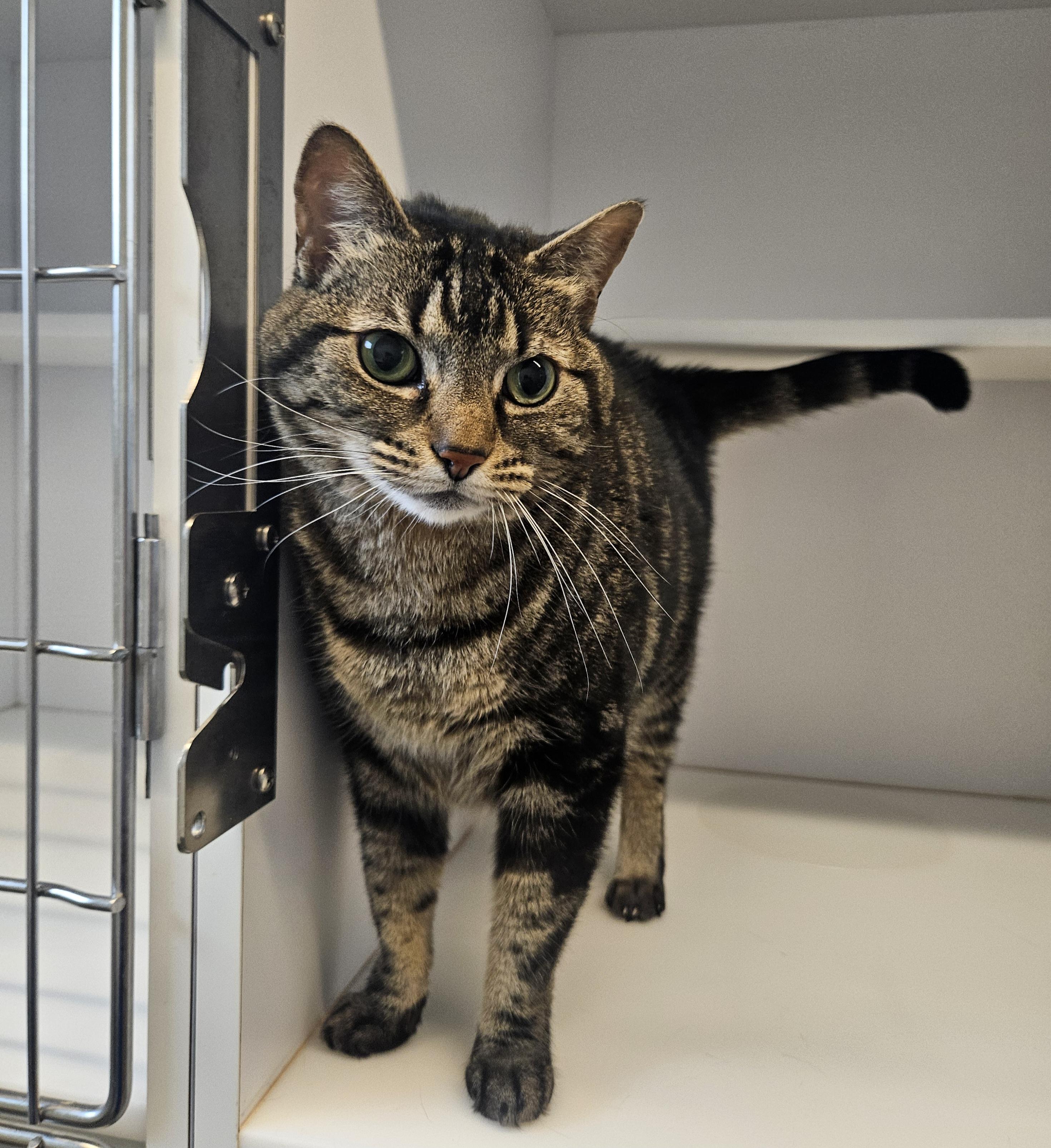 Missy, Adopted, Senior Female Domestic Short Hair.