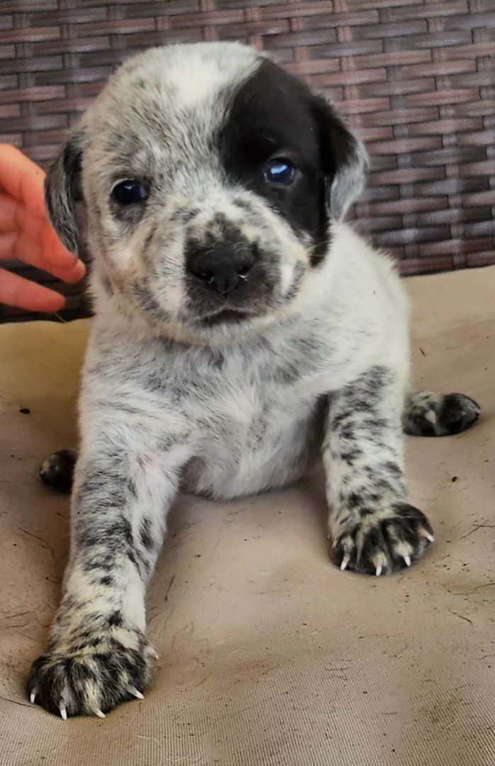 Enlarge Spot, a Adopted mixed breed in Baytown, TX image 1/4