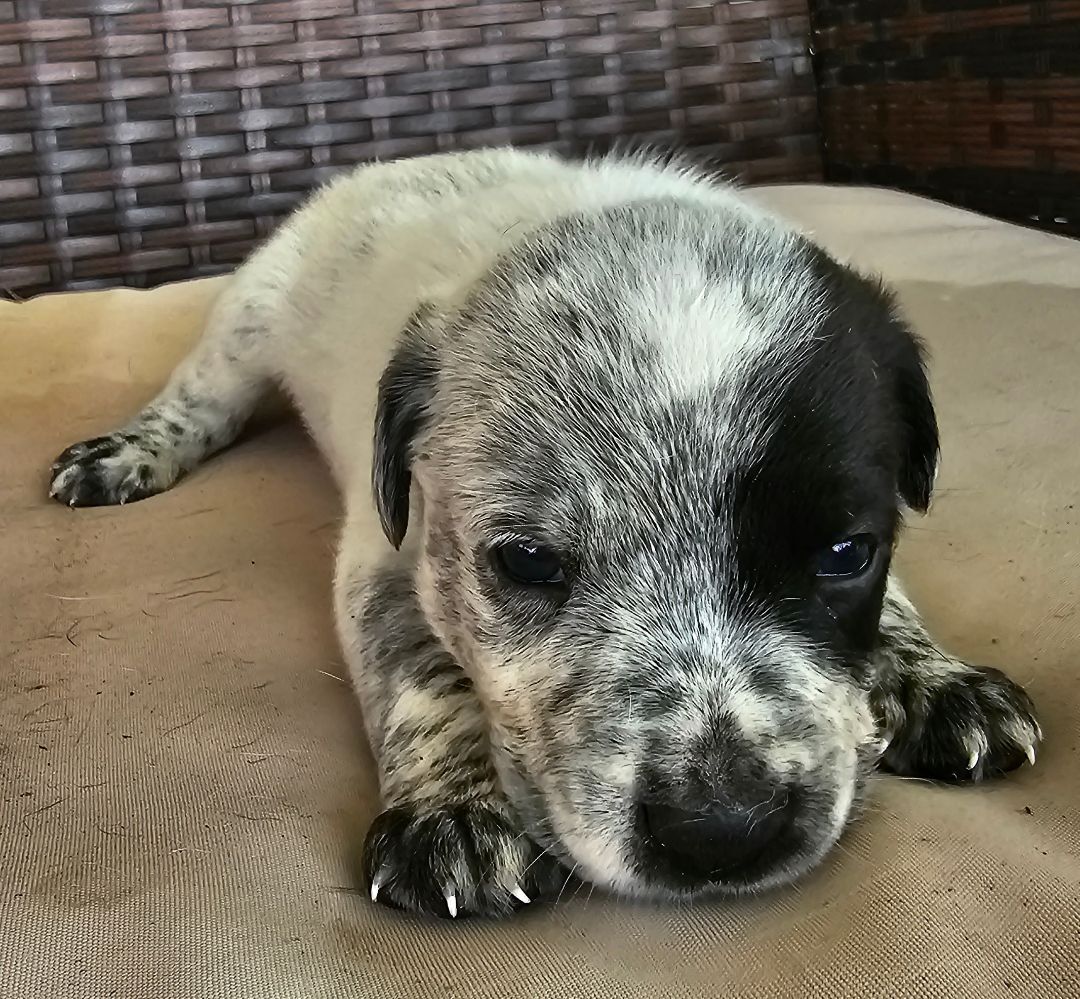 Enlarge Spot, a Adopted mixed breed in Baytown, TX image 2/4