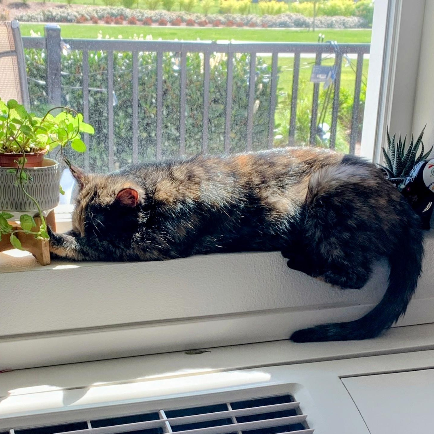 Cleo, a ADOPTABLE Domestic Short Hair in Tacoma, WA image 2/5