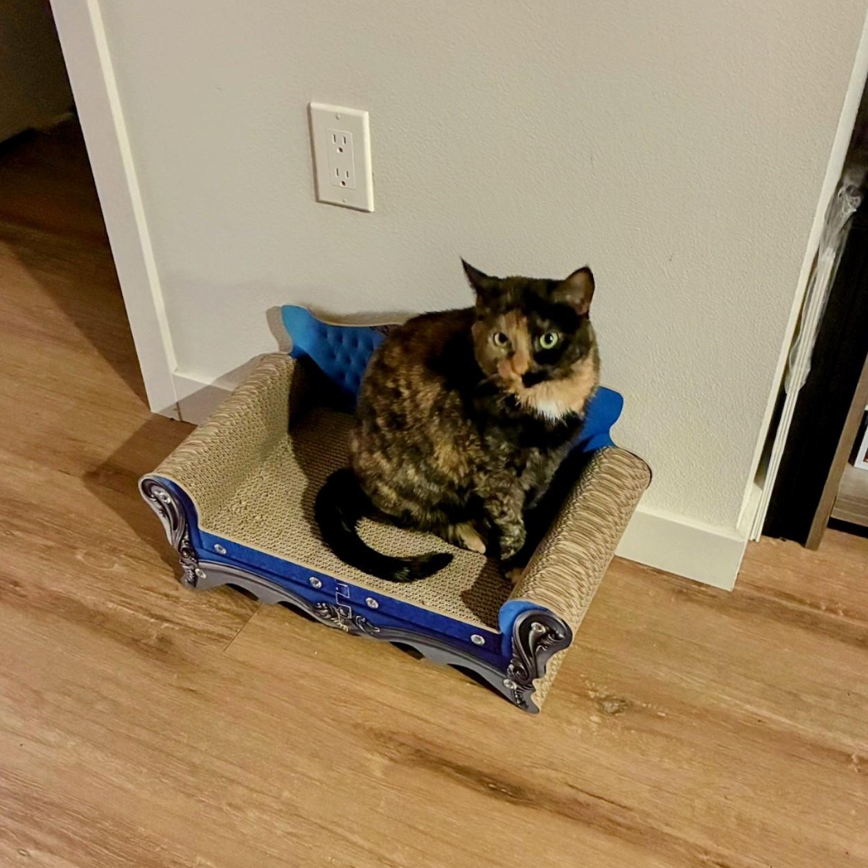 Cleo, a ADOPTABLE Domestic Short Hair in Tacoma, WA image 5/5