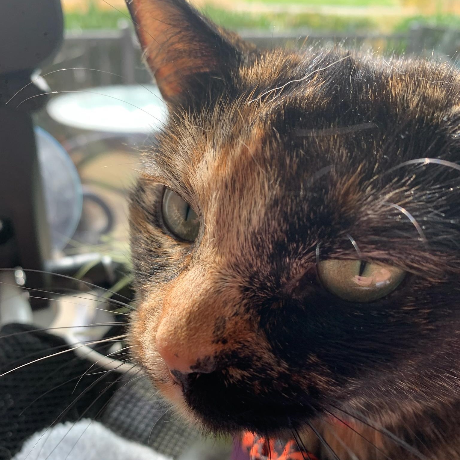 Cleo, a ADOPTABLE Domestic Short Hair in Tacoma, WA image 3/5