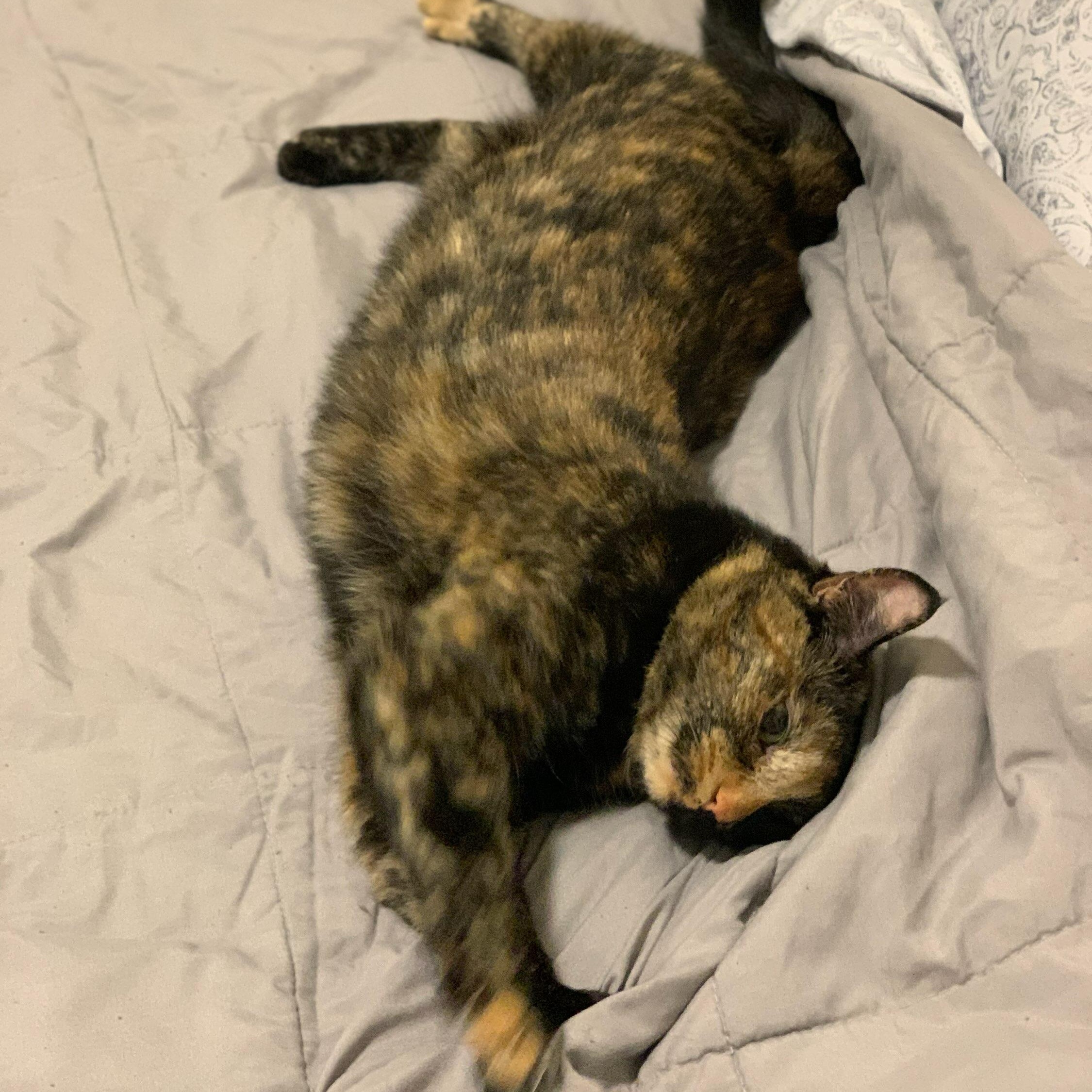 Cleo, a ADOPTABLE Domestic Short Hair in Tacoma, WA image 4/5