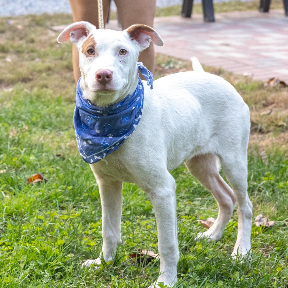 Enlarge Spot (Male) Avail 10/24, a Adoptable mixed breed in West Grove, PA image 1/6