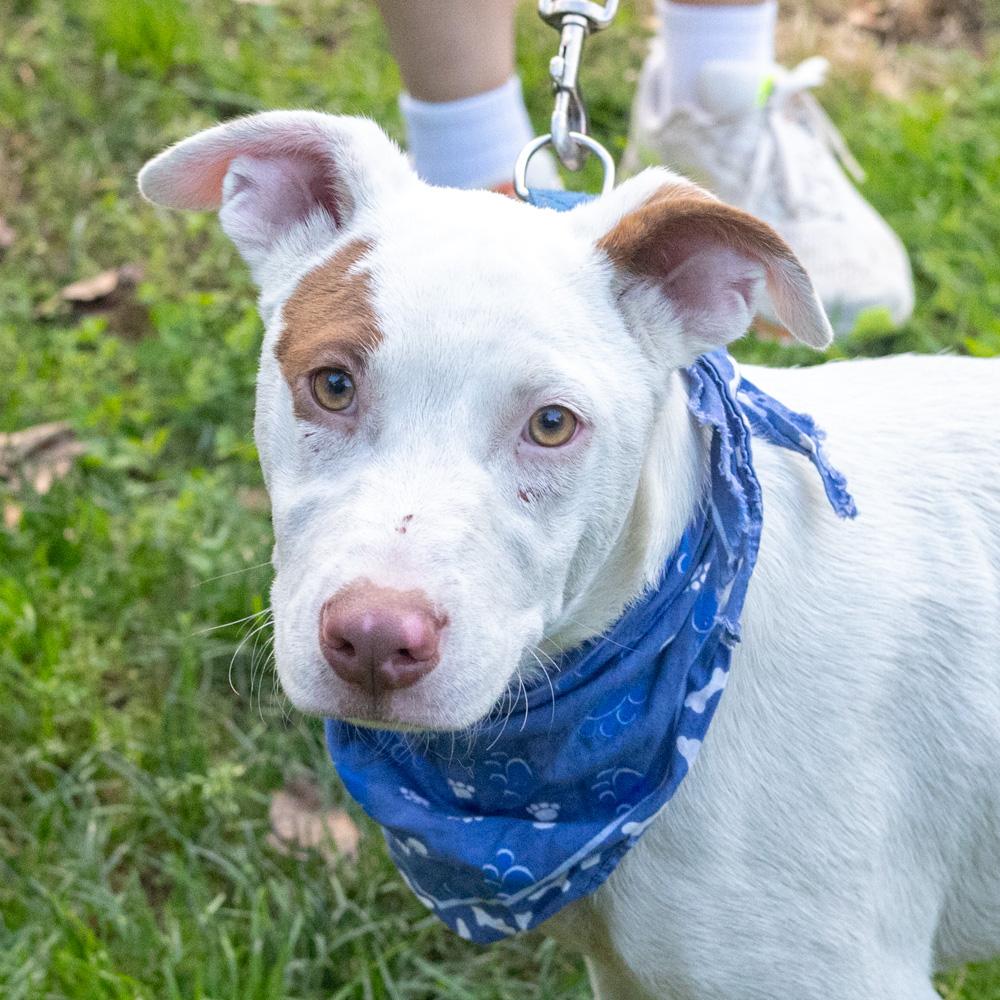 Enlarge Spot (Male) Avail 10/24, a Adoptable mixed breed in West Grove, PA image 3/6
