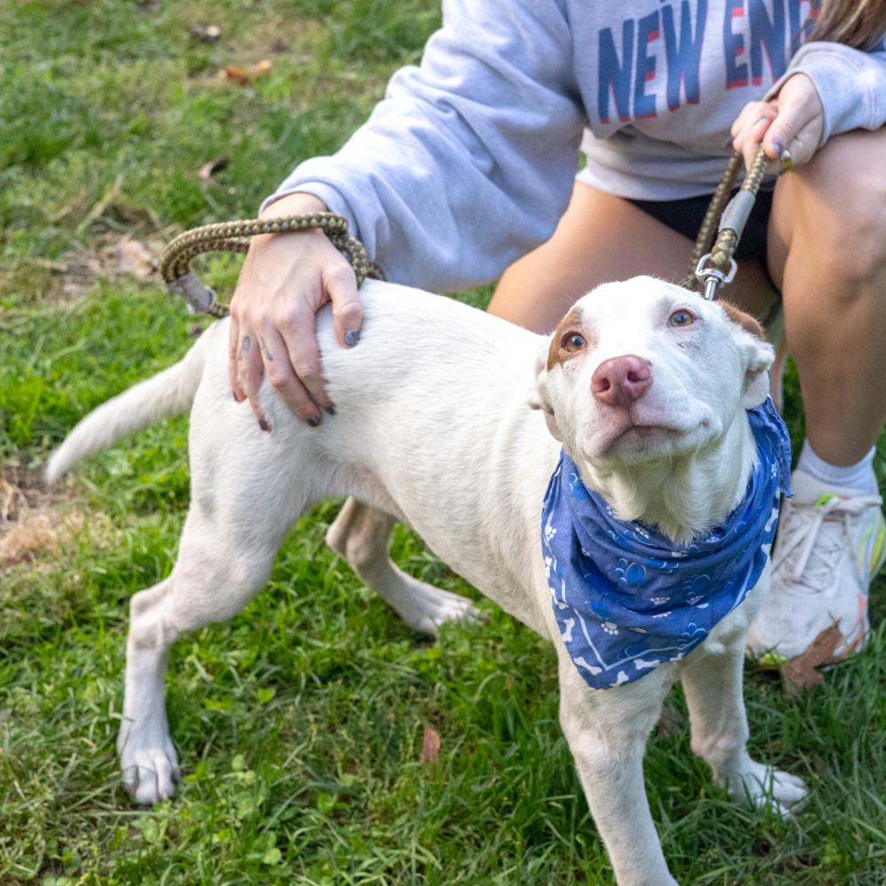 Enlarge Spot (Male) Avail 10/24, a Adoptable mixed breed in West Grove, PA image 6/6
