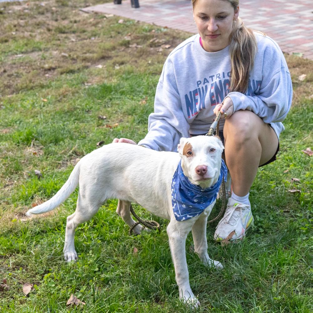 Enlarge Spot (Male) Avail 10/24, a Adoptable mixed breed in West Grove, PA image 2/6